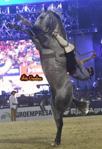 Andres Payne Gurupa Sureña monta