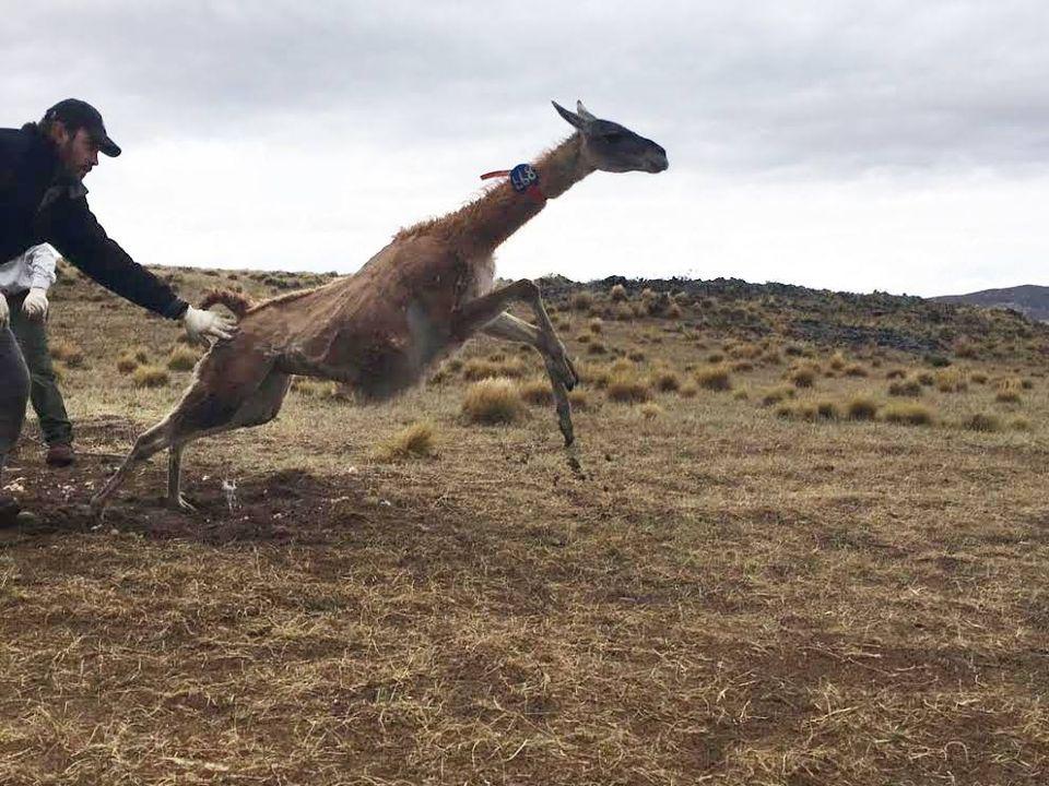 ESQUILA PROYECTO PA.IS CAPP PAYÚN MATRÚ 03