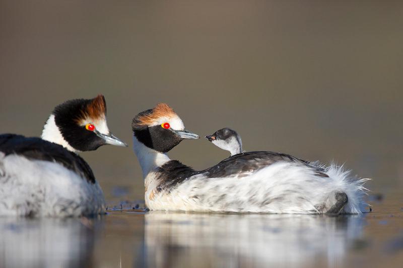 El amenazado Macá tobiano nidifica en las lagunas de altura sobre la meseta del lago Buenos Aires, hoy protegidas por el Parque Nacional Patagonia. HERNÁN POVEDANO