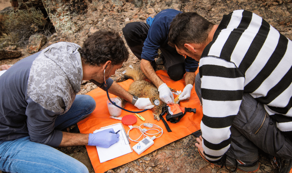 Captura chinchillon anaranjado - sendero los balcones foto de Melisa Quintero-