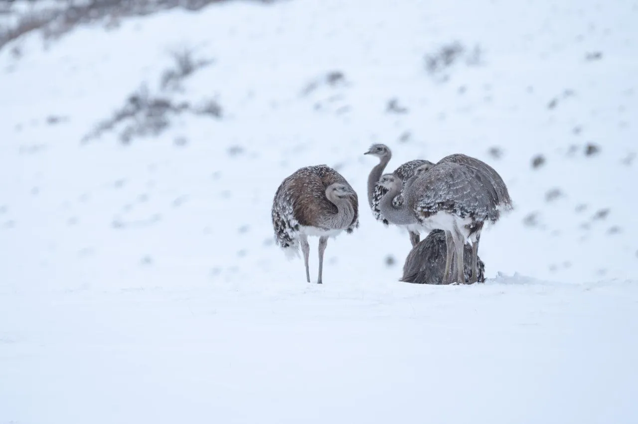 CHOIQUES DÍA DEL AMBIENTE FOTO FRANCO BUCCI