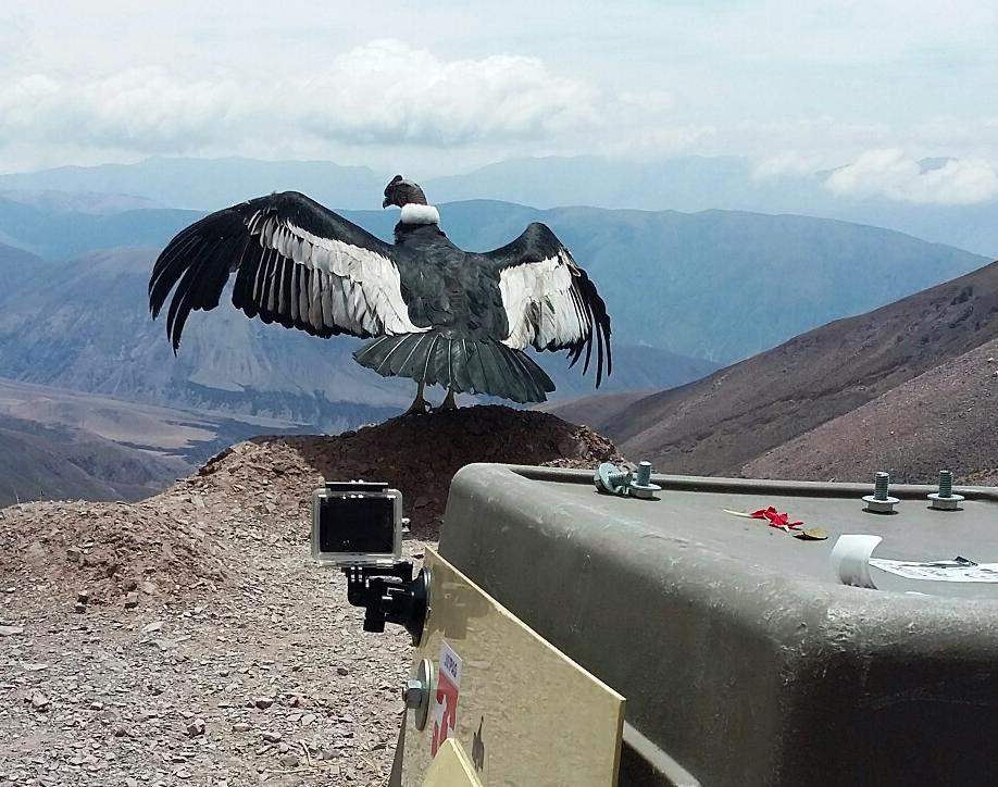 CO휍혖NDOR 172 PCCA