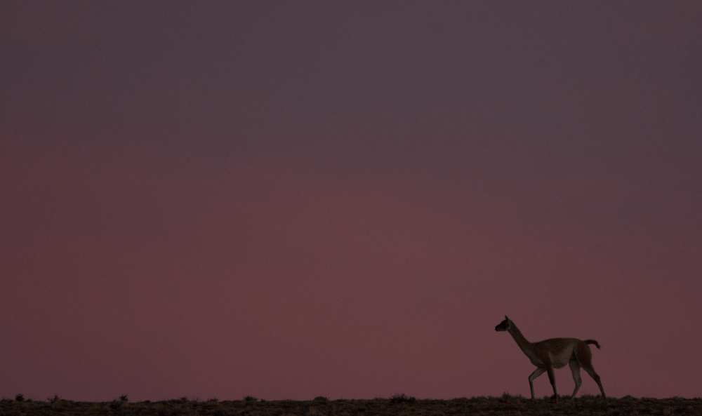 02 Guanacos _Franco Bucci