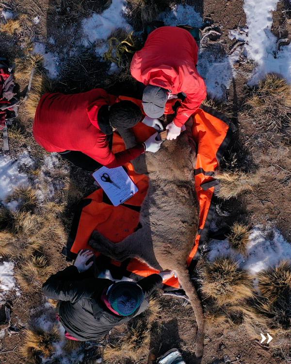 Captura de puma para monitoreo - foto de Franco Bucci_Fundación Rewilding Argentina