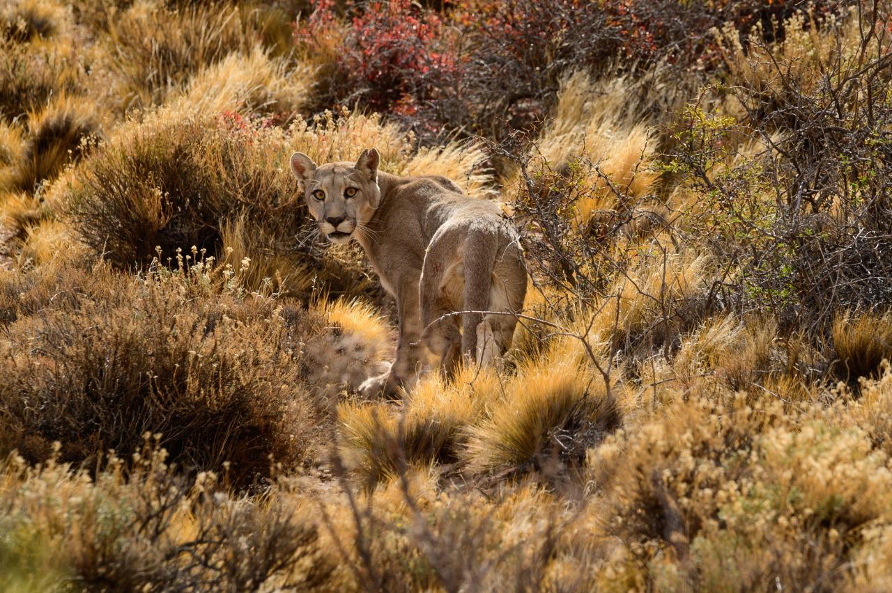 Puma en el Parque Patagonia- foto de Franco Bucci