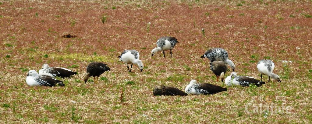 abutardas [AUDIO FMD]