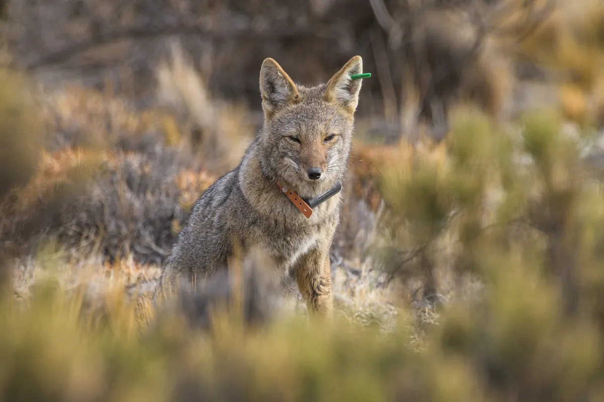 Zorro gris Captura abril 2023 Franco Bucci (8)