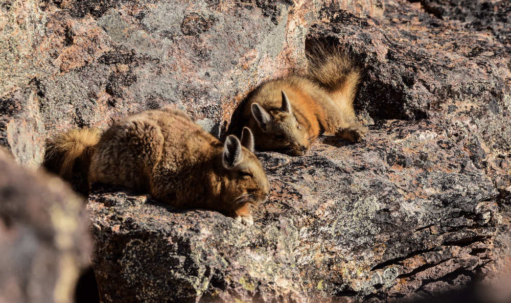07 Franco Bucci - Chinchillon anaranjado - Cañadón Pinturas