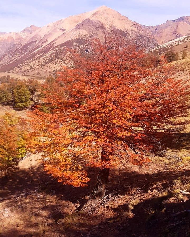 Otoño Chelenco Tour 2