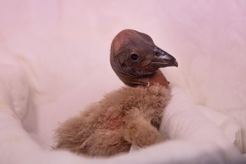 LAS PICHONAS VAN CRECIENDO 02 PCCA