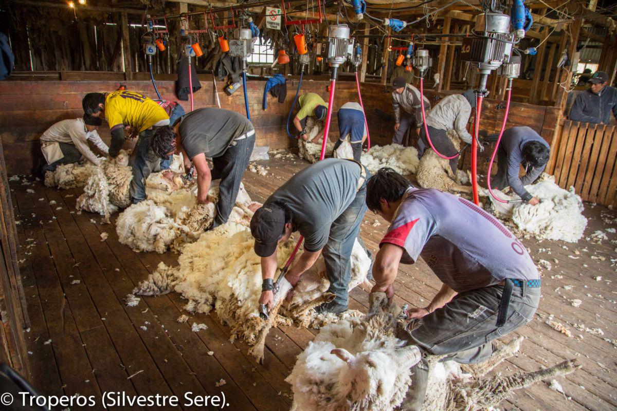 aTroperosSilverTucu4