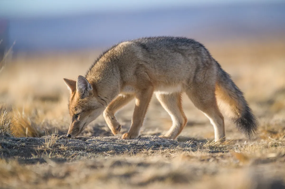 Zorro colorado Franco Bucci 2023 (6