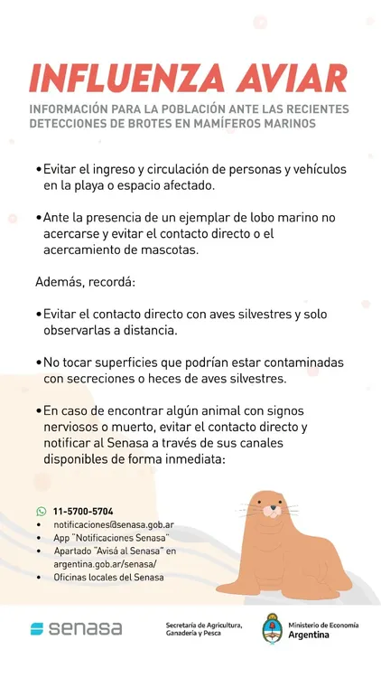 senasa Gripe aviar en Lobos Marinos