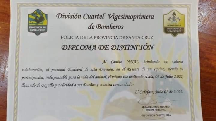 diploma perra
