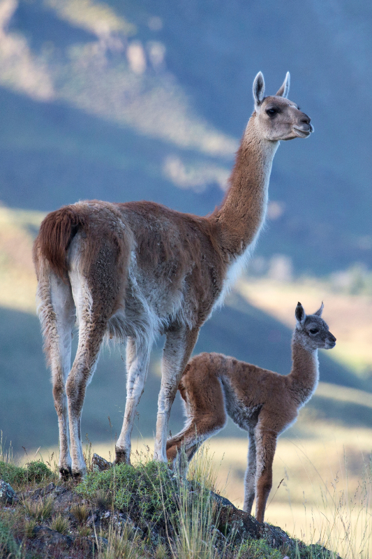 Foto Hernan Povedano - PN PATAGONIA CHILE201512050203
