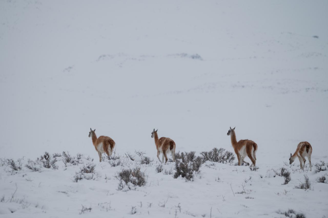 Migracion Guanacos 01