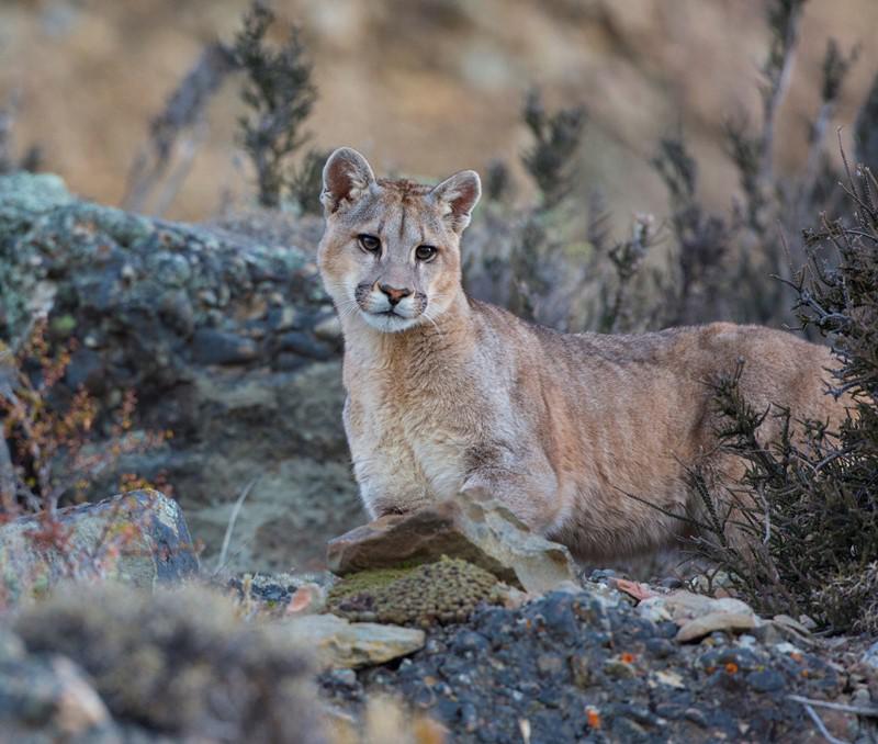 Puma (Foto Hernán Povedano -)
