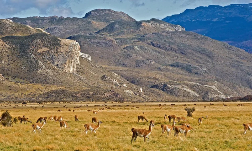 guanacos1