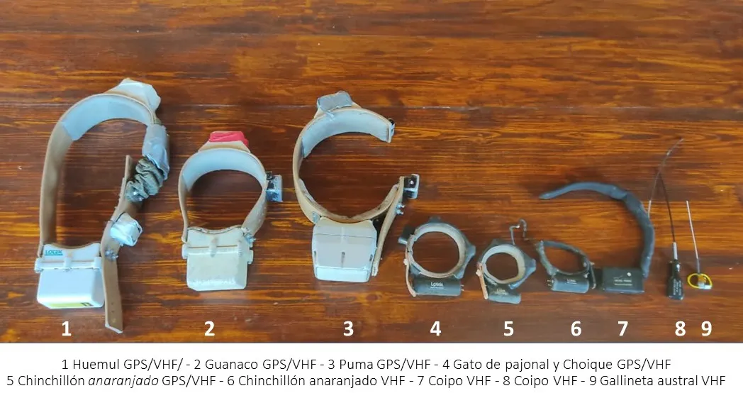 collares para animales