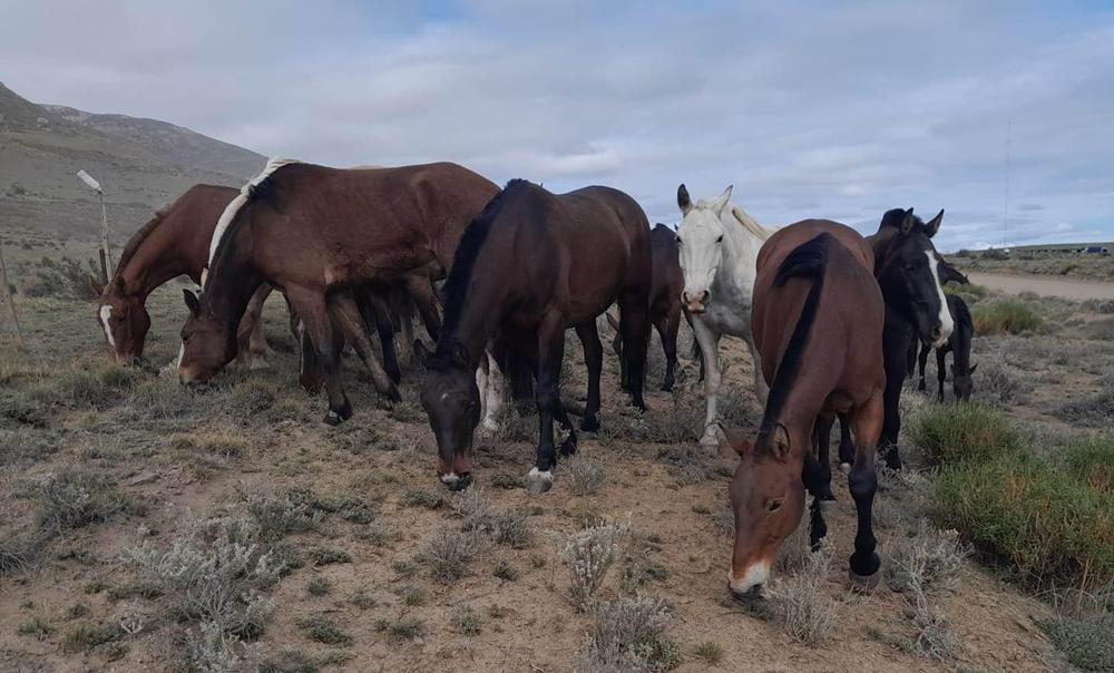 caballos secuestrados 1