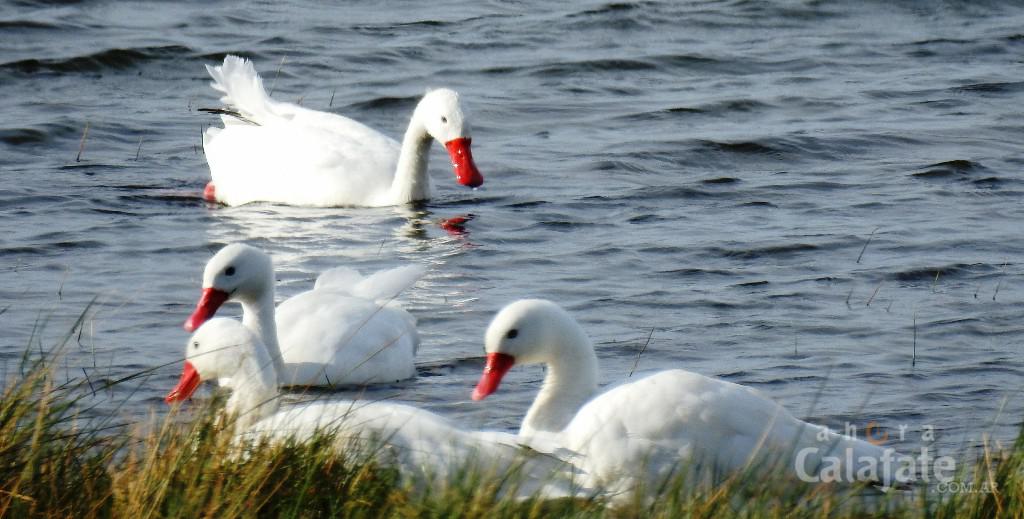 coscoroba [AUDIO FMD]