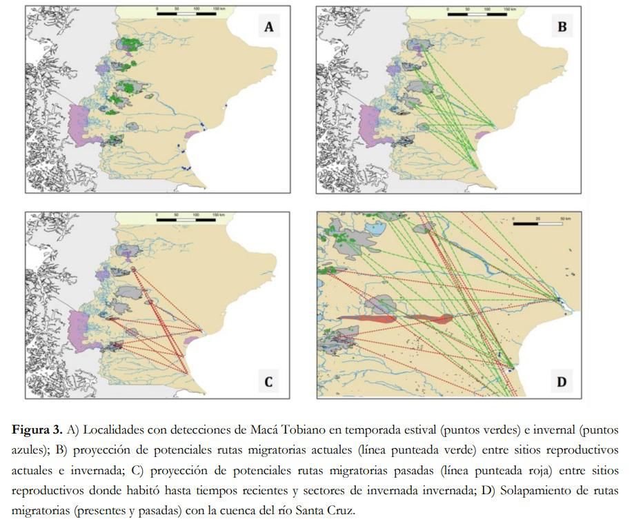 rutas migratorias Maca Tobiano