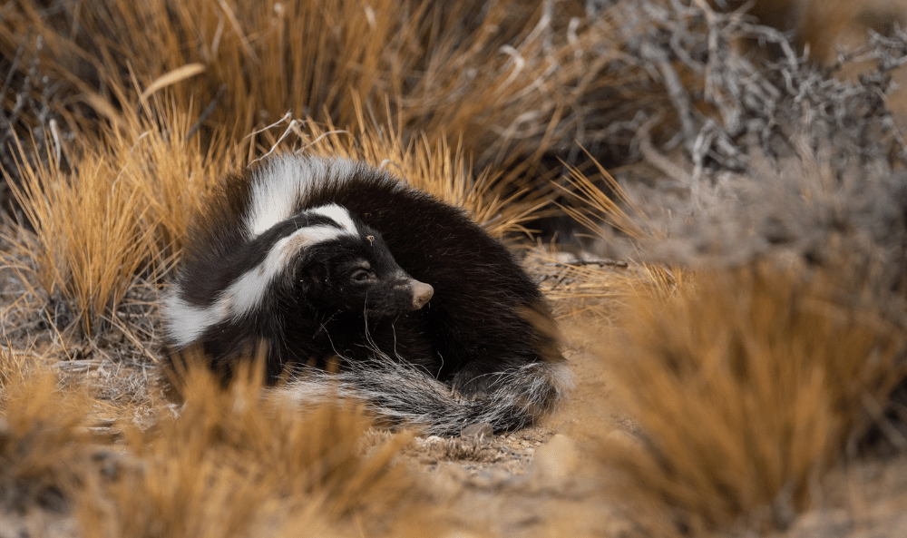 03 Franco Bucci - Zorrino