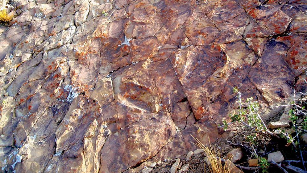 Imagen-3-Huellas-fosiles-1