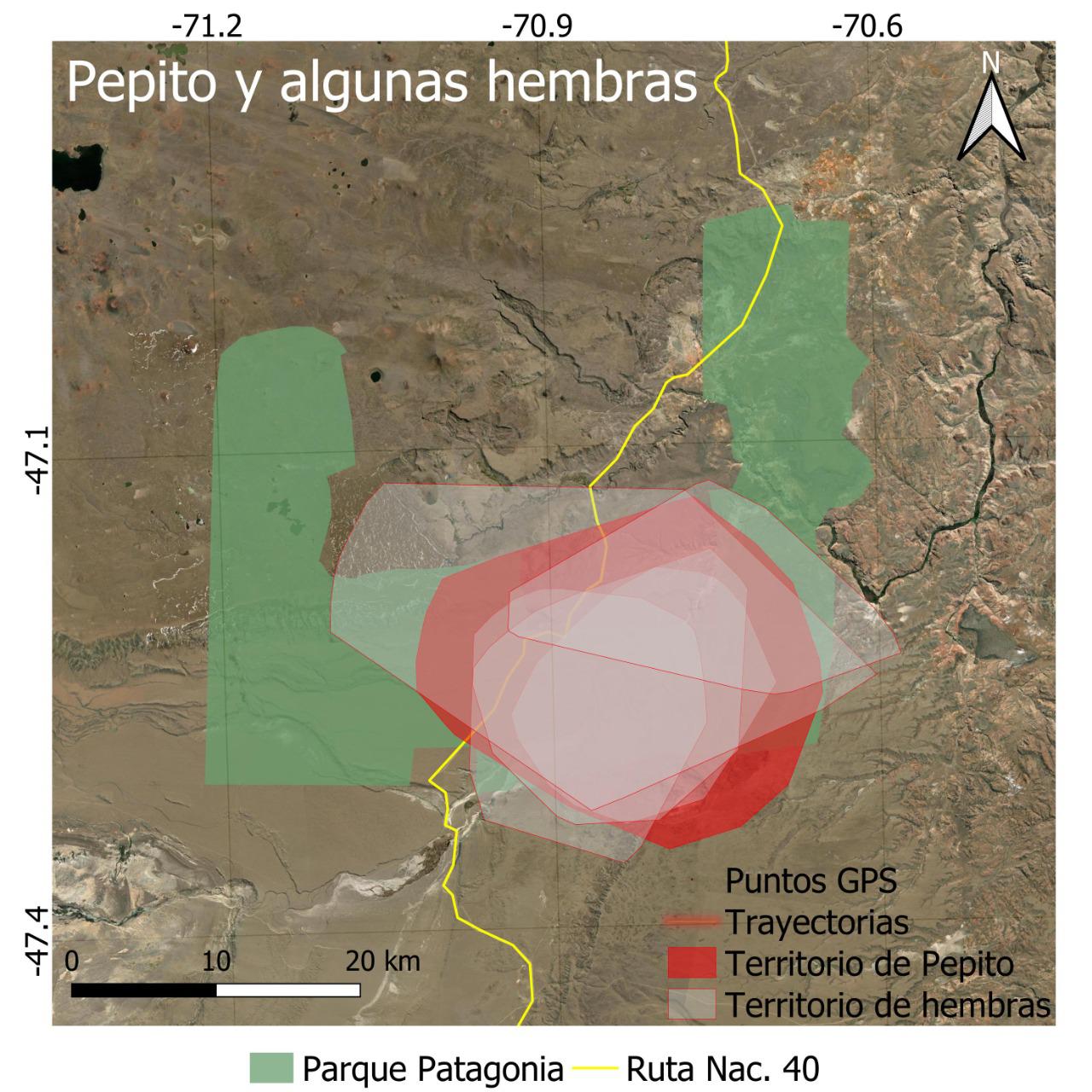 Día internacional del Puma - El arquitecto de los ecosistemas 04