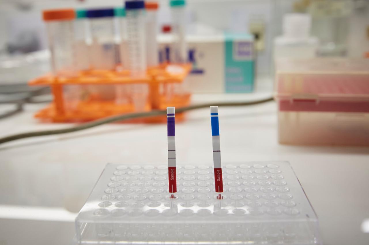 testa rapido argentino 3