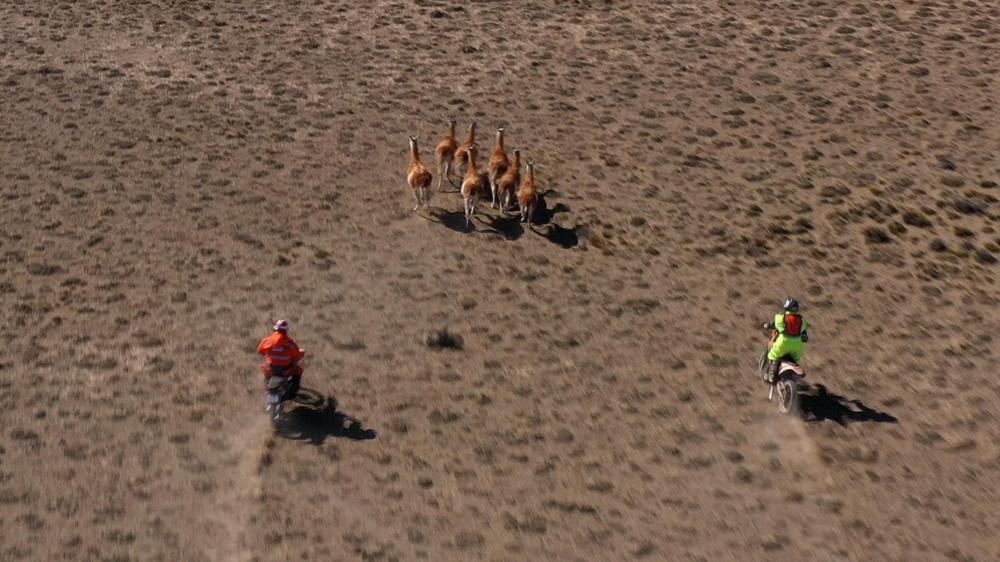 Arreo Guanacos en el Parque Patagonia Argentina 04 © Franco Bucci - Rewilding Argetina