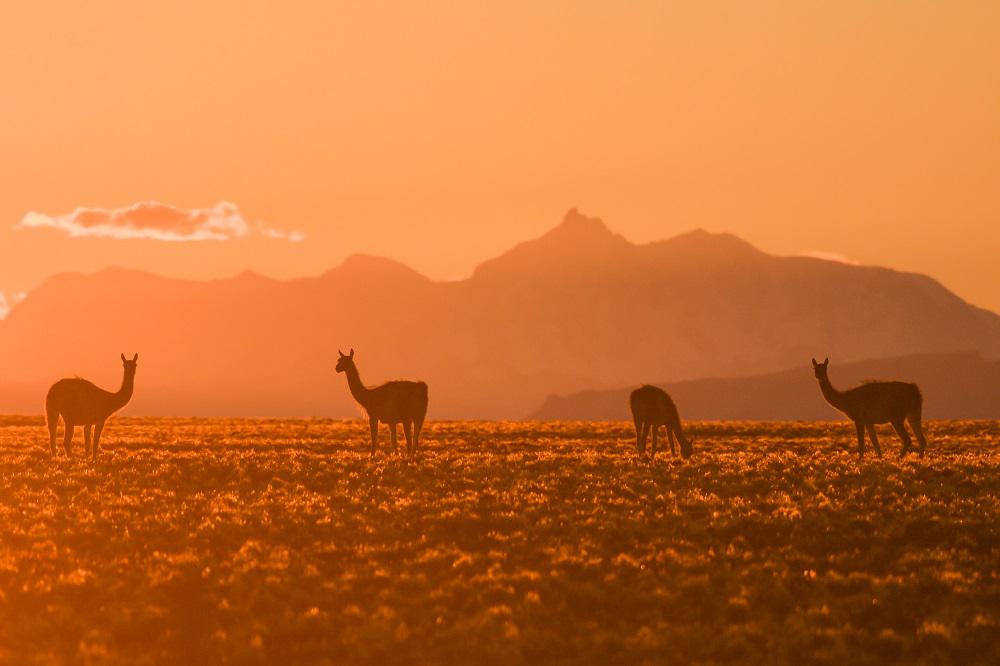 Guanacos en el Parque Patagonia Argentina 04 © Franco Bucci - Rewilding Argetina