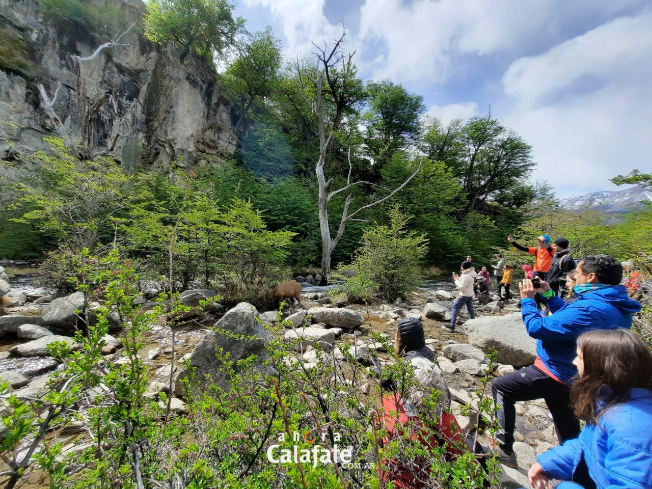 huemules [AUDIO FMD]