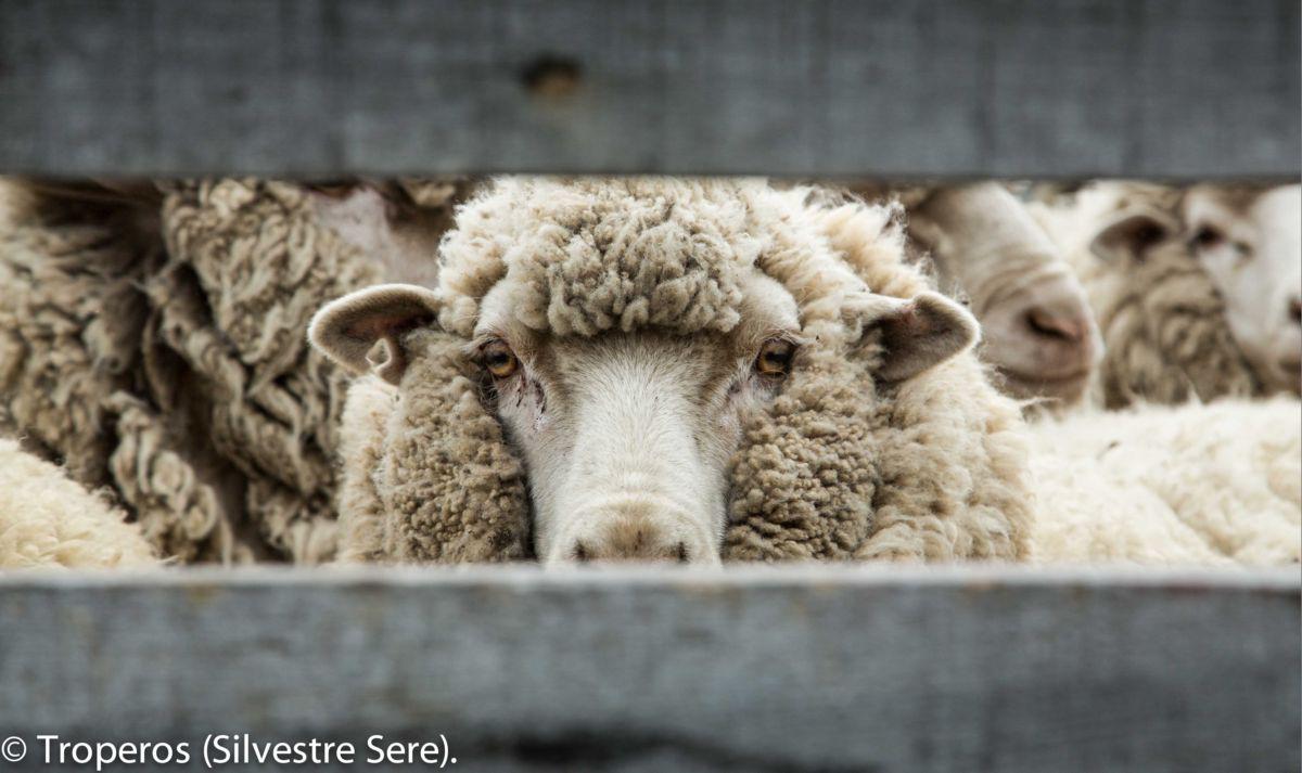 aTroperosSilverTucu3b