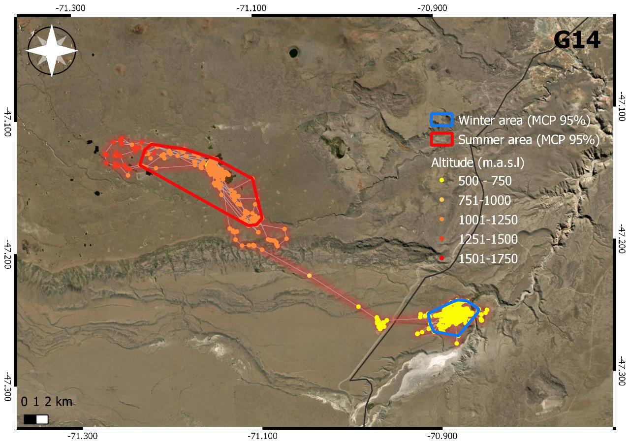 Migracion Guanacos Mapa