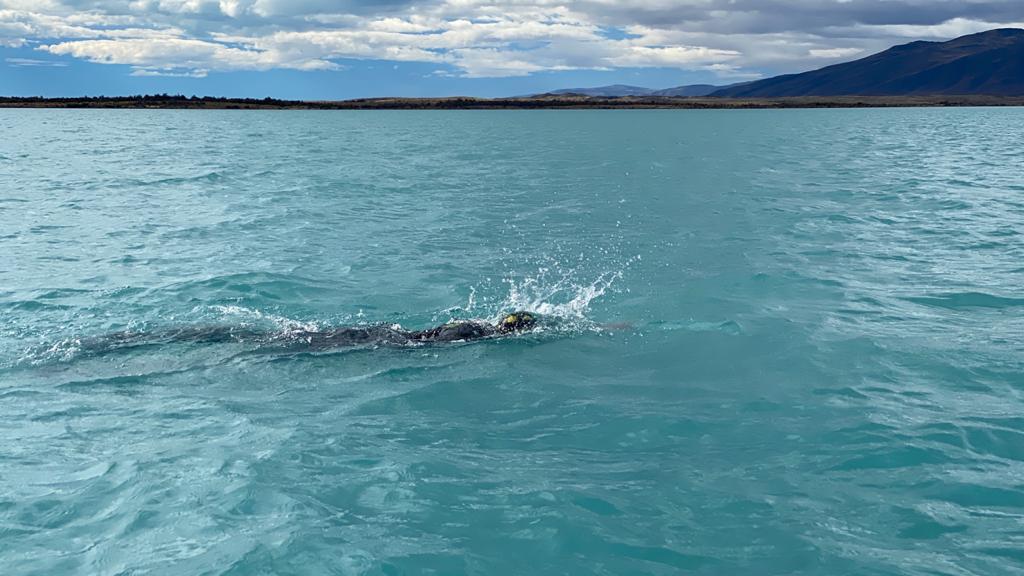 Cruce Lago Argentino nado 3