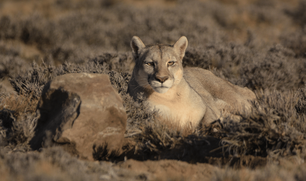 04 Puma en el Parque Patagonia©️ Franco Bucci _ Fundacion Rewilding Argentina (1)