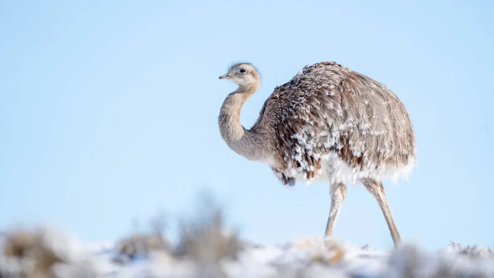 Parque Patagonia - Invierno 2023 b
