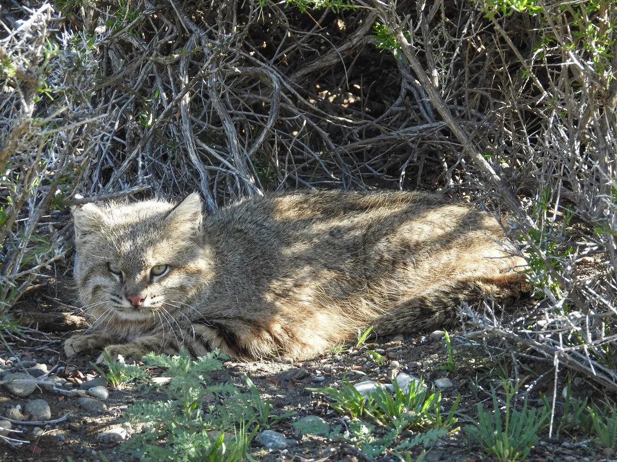Gato del Pajonal Emanuel Galetto