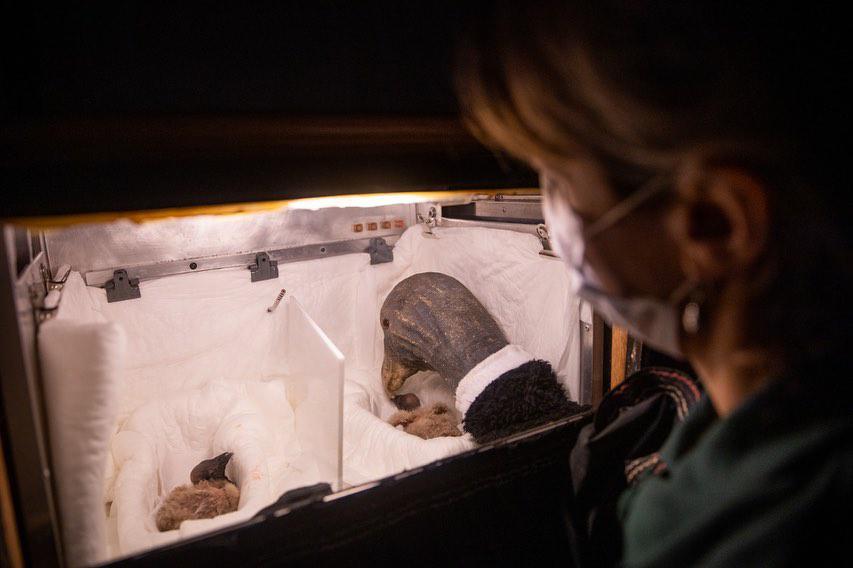 LAS PICHONAS VAN CRECIENDO 01 PCCA