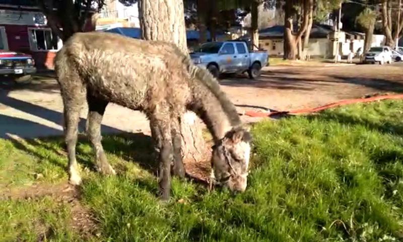 rescate caballo 13