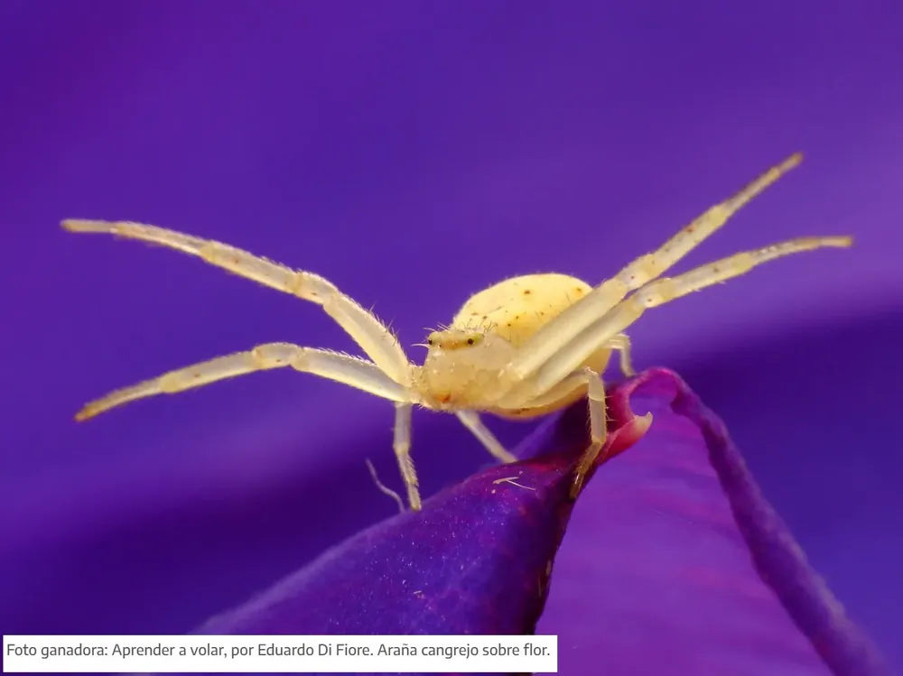 Ganadora PEQUEÑOS MUNDOS