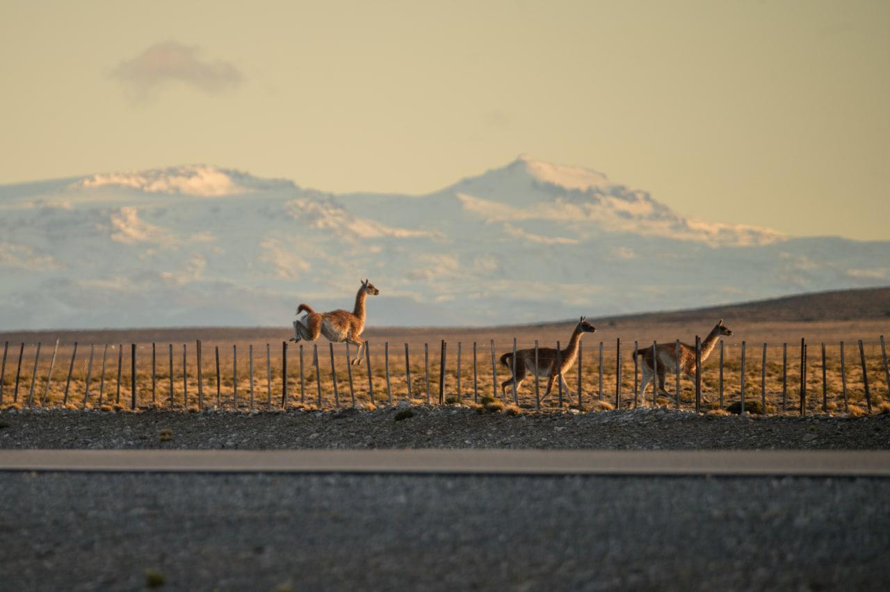 Migracion Guanacos 04