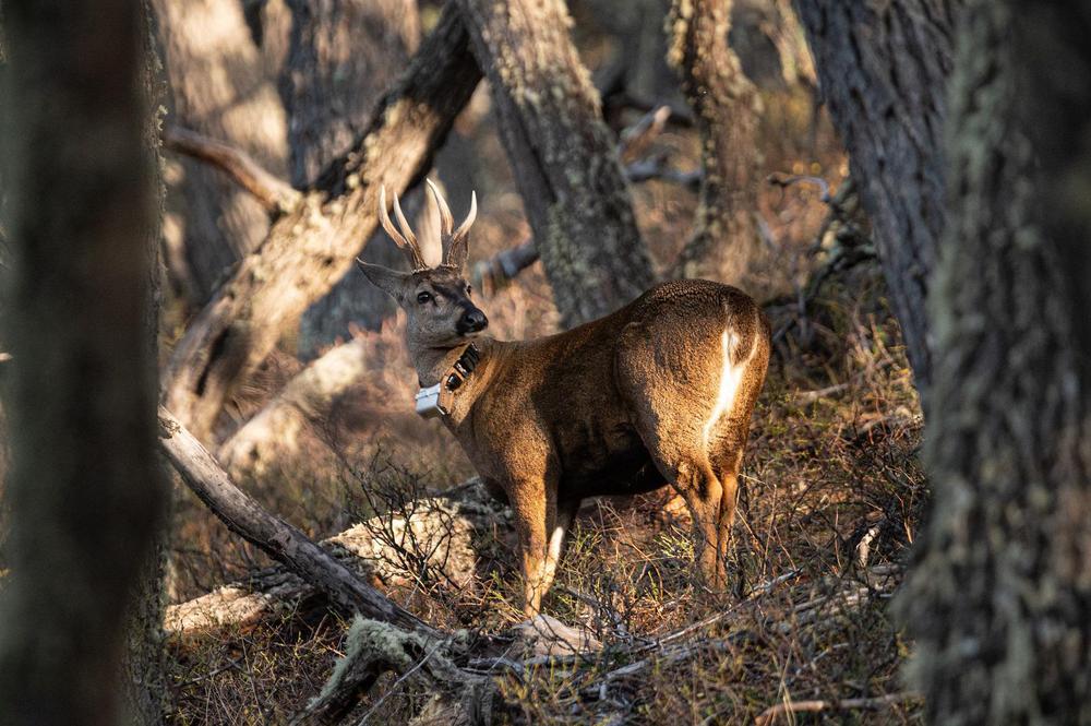 Huemul macho monitoreado - foto Franco Bucci