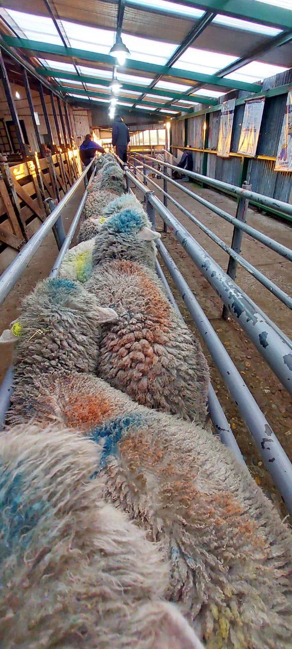 WhatsApp Image 2022-08-29 at 20.56.14