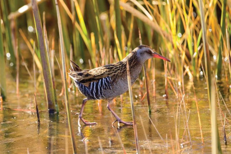 Gallineta austral (Rallus antarcticus)
