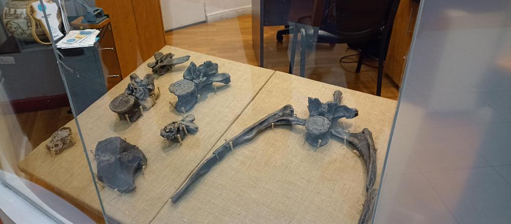 Maip Macrothorax restos