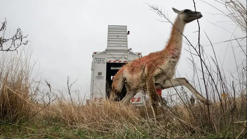 guanacos Santa Cruz en La Pampa