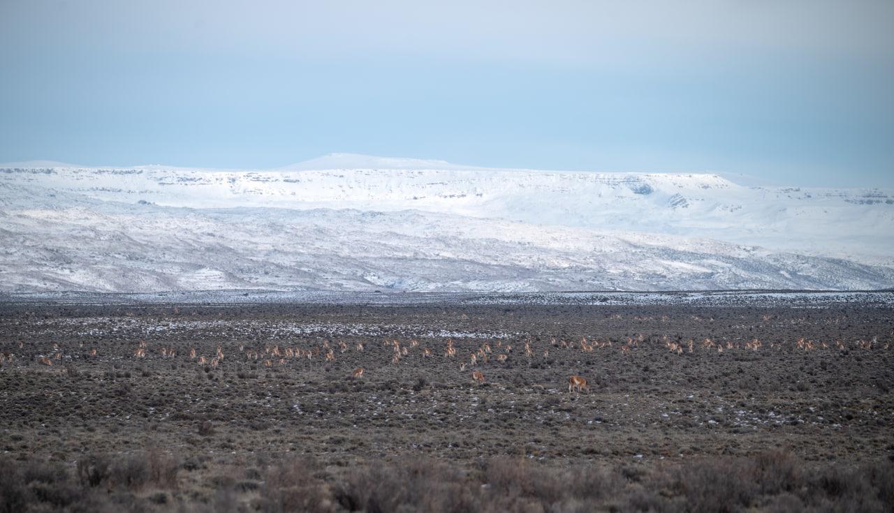 Migracion Guanacos