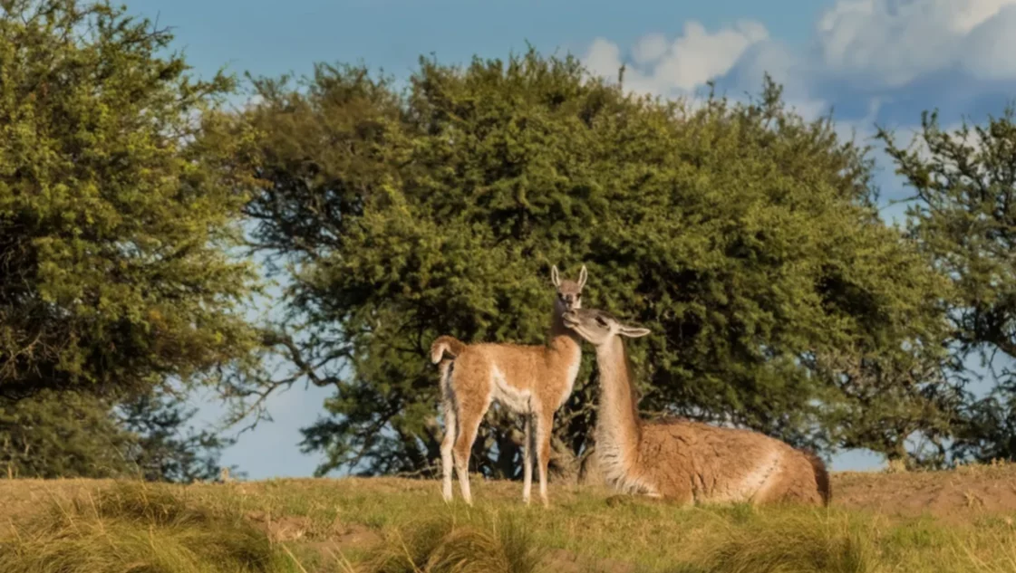 Guanacos Parque Luro